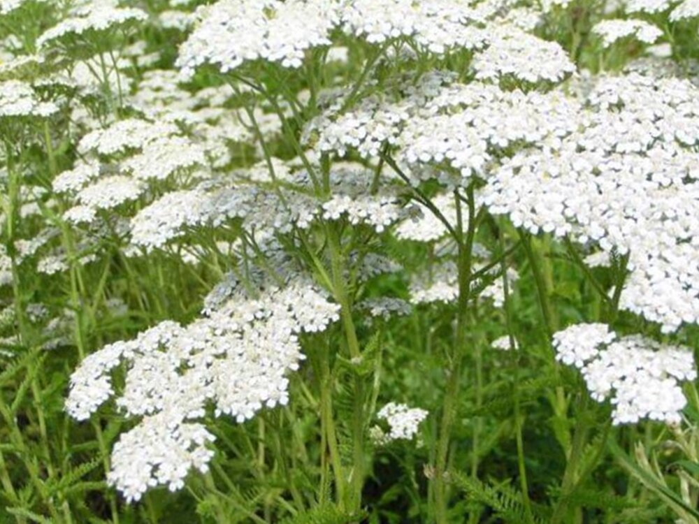 лечение печени травами