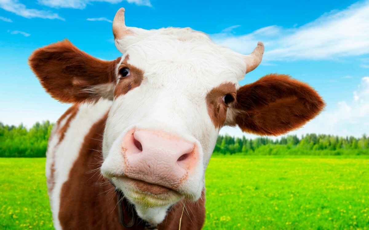 Покорми меня, нормально.