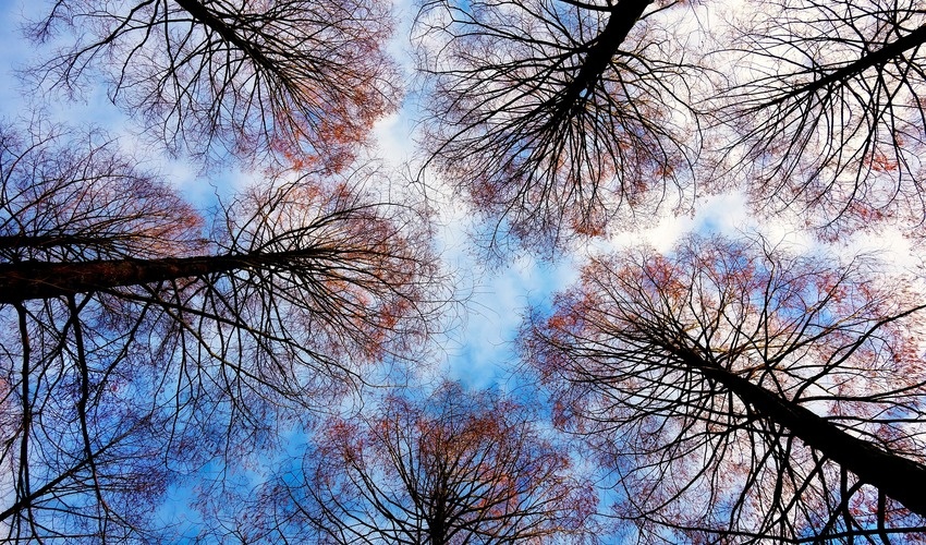 Фото: pixabay.com