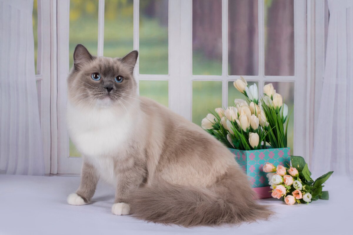 Заводчики кошек Заводчики кошек