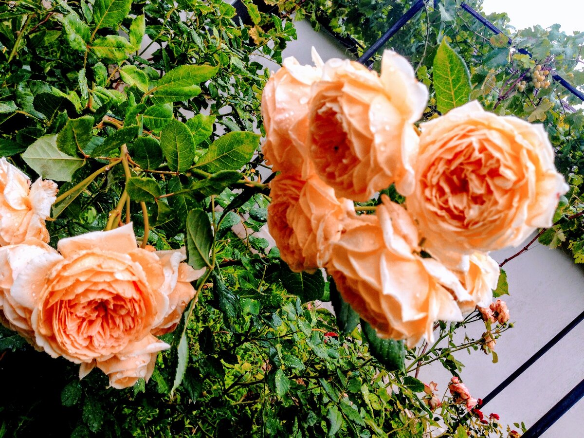 7 сортов роз, от которых я просто в восторге