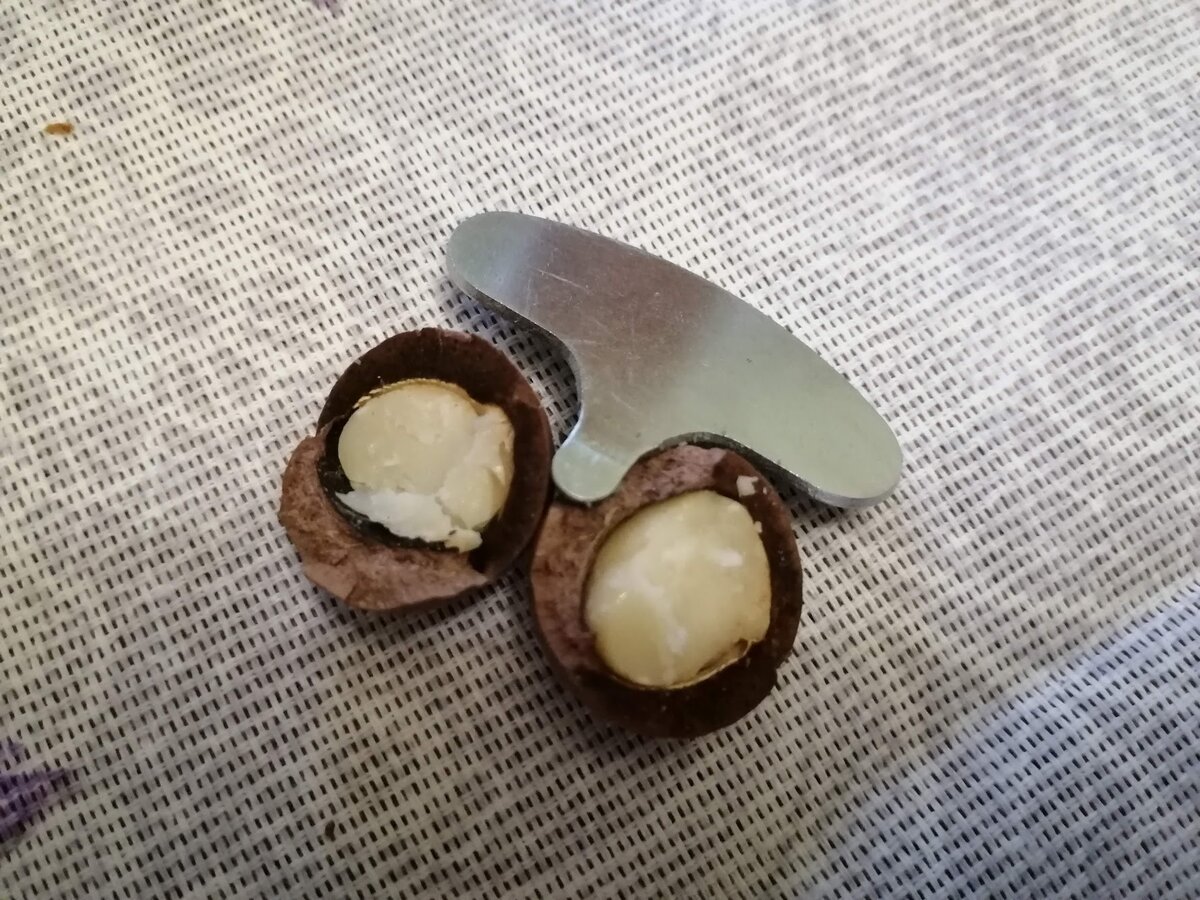Орех с ключиком макадамия