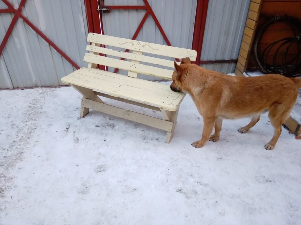 Собаке тоже нравится