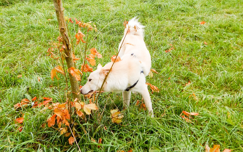 Метис Луна исследует территорию. Фото: А. Смирнов