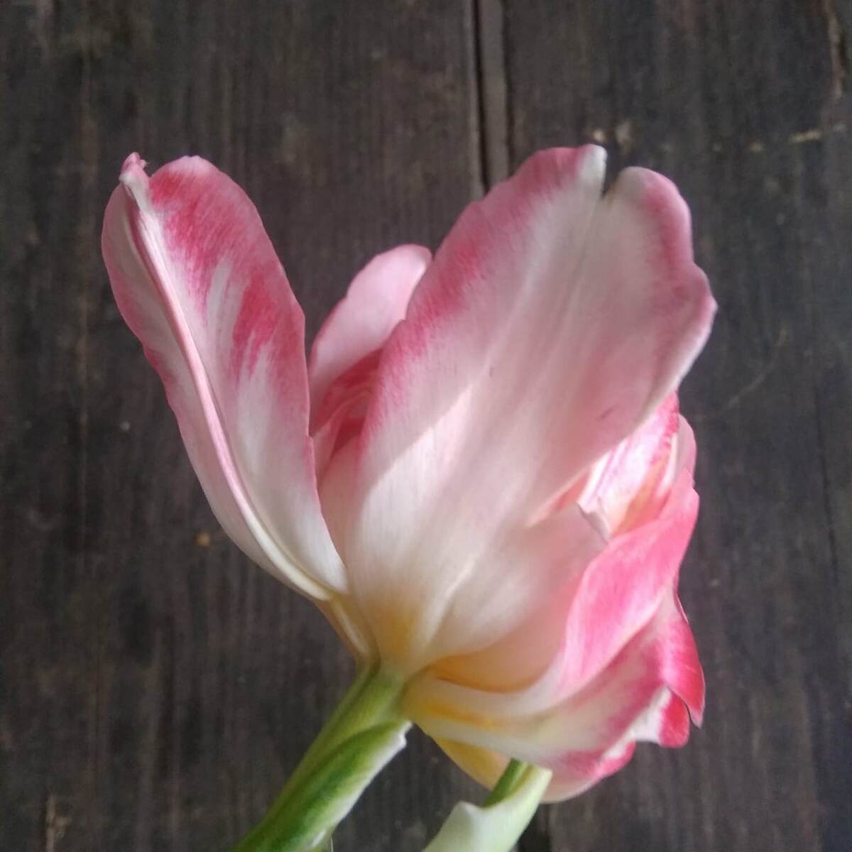 Тюльпан среднего возраста. Лепестки уже раскрывались, надломились у основания, немного разорвались у края, тоньше обычного. Такой цветок при правильном уходе может постоять еще до недели.