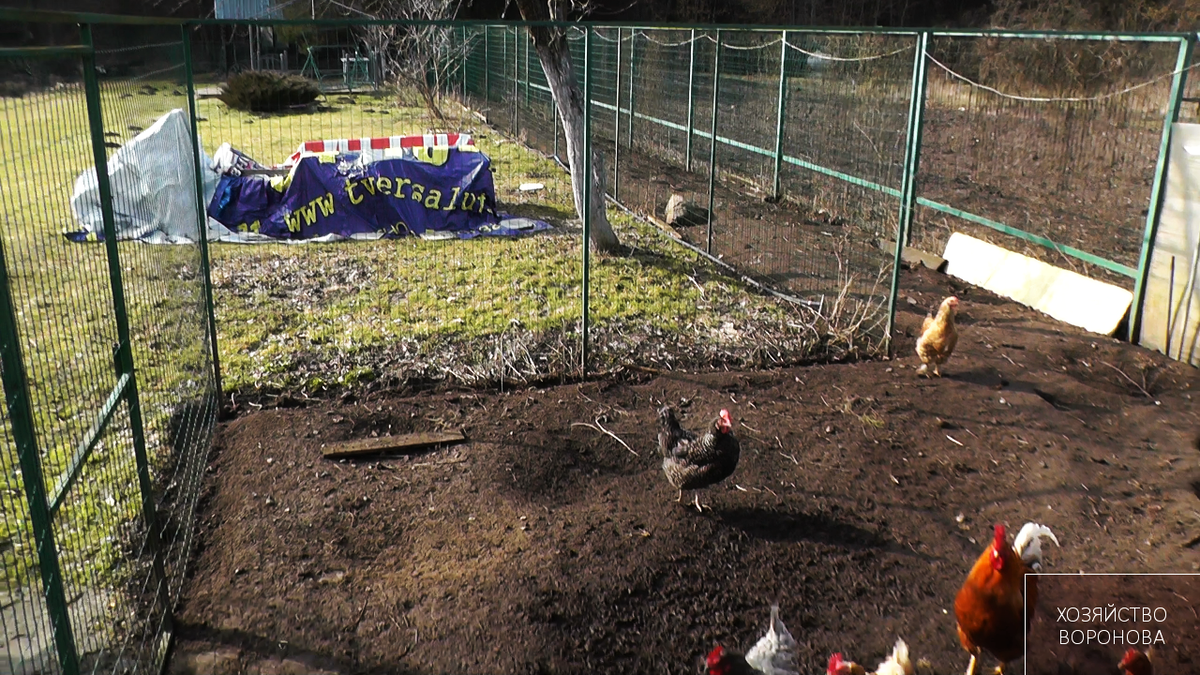 куры в выгуле