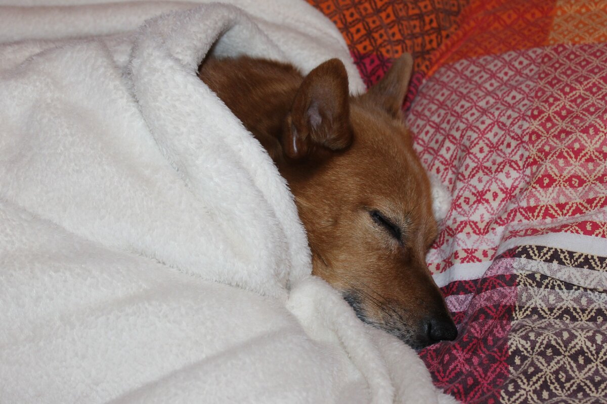 Мой гормон счастья-Ресси