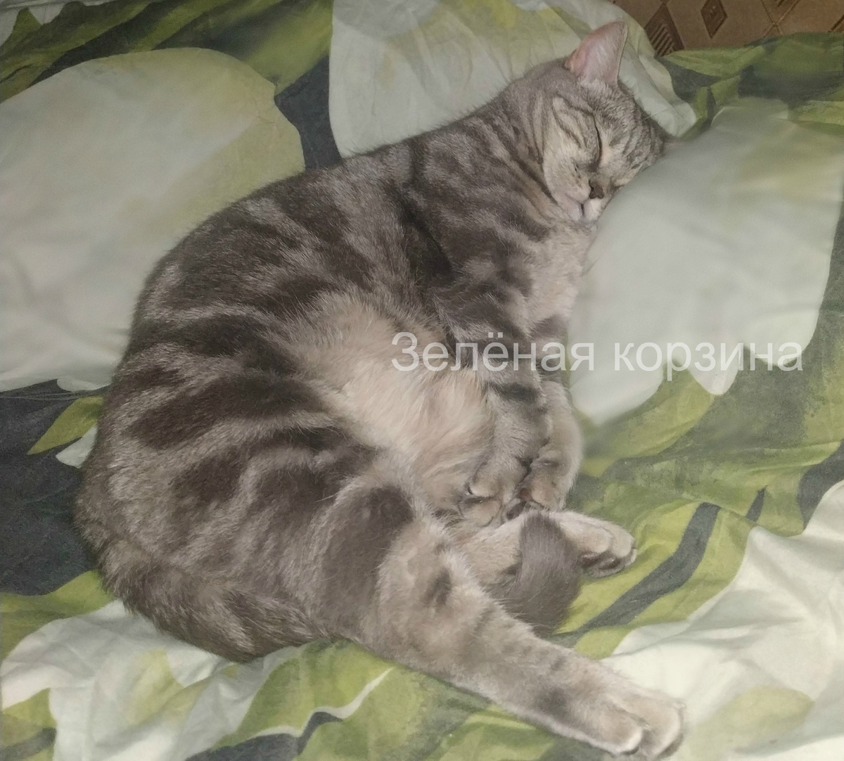 Фото автора