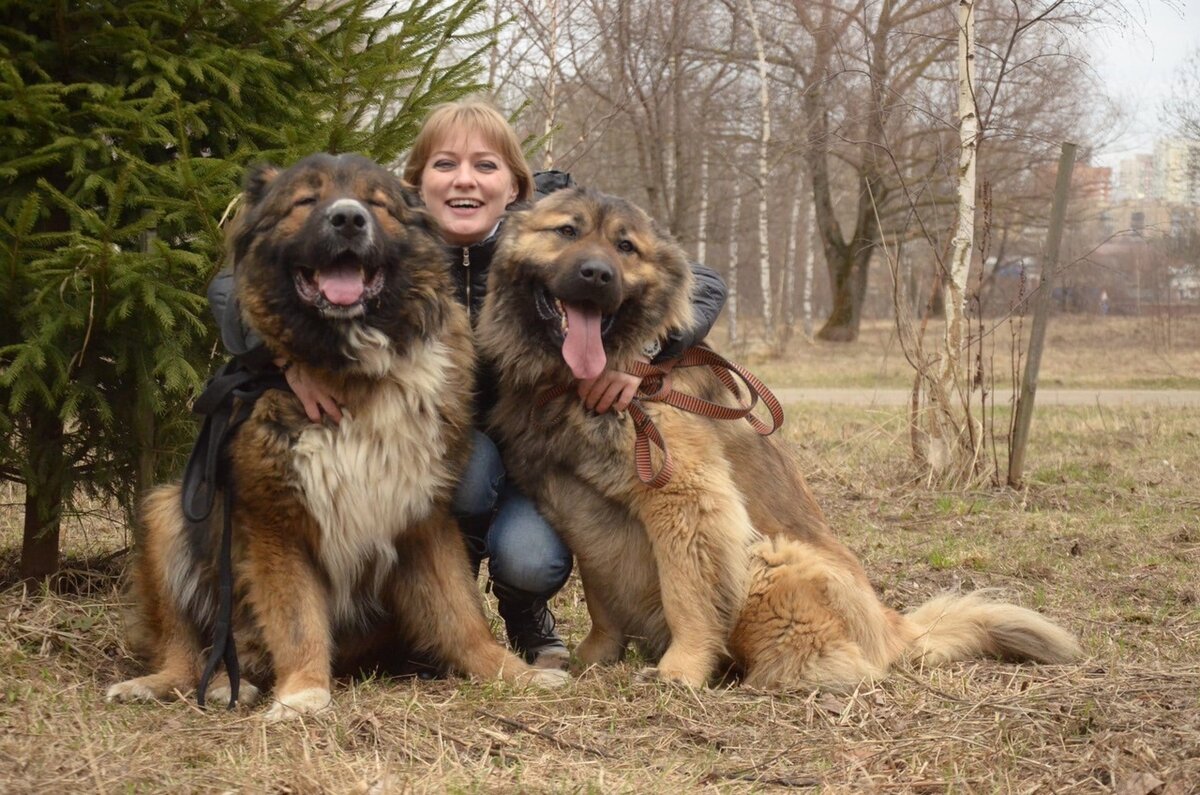 Кавказская сторожевая овчарка. Кавказец собака фото. Кавказская овчарка. Хозяин кавказец. Кавказская овчарка гиф.
