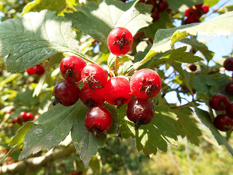 Боярышник кроваво-красный.