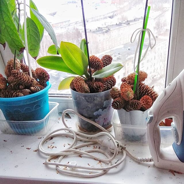 Шишки в горшке охраняют цветы от кошки