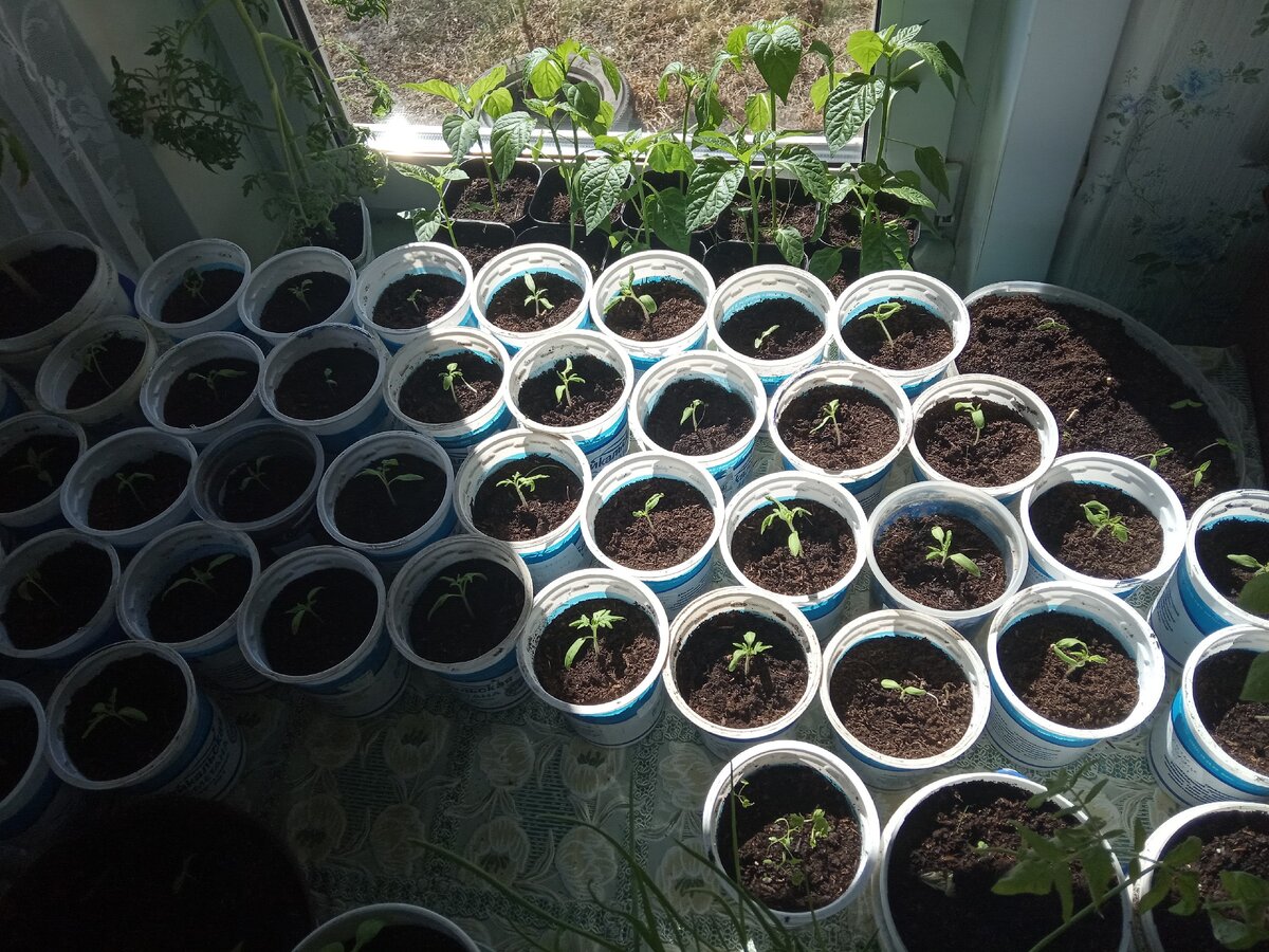 Целое войско помидор