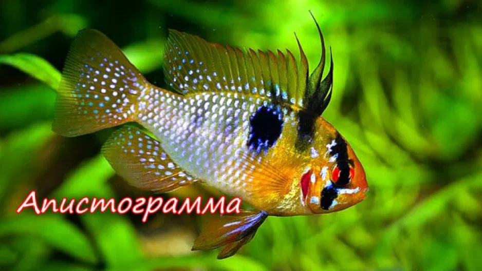 Апистограмма Рамирези