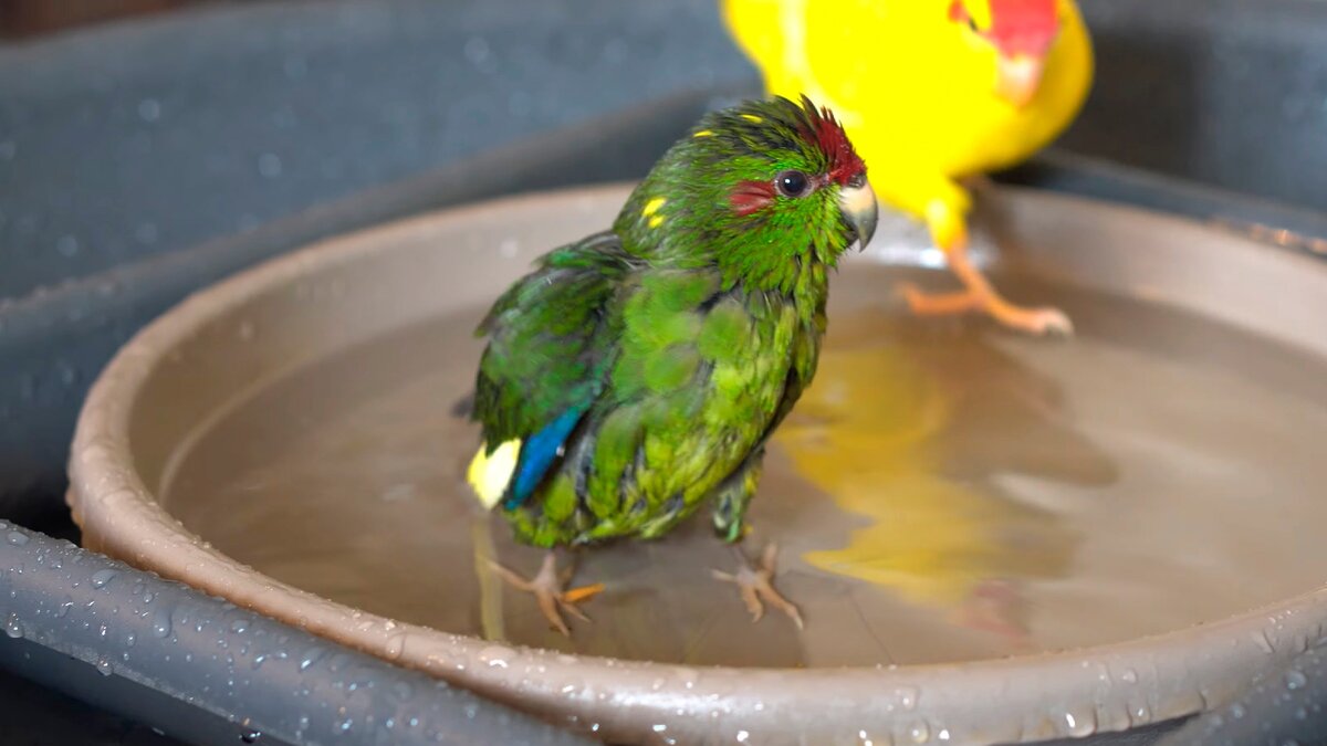 Можно мыть попугаев. Попугай какарик купания. Купалка для попугая волнистого. Какарики линька. Попугай купается.
