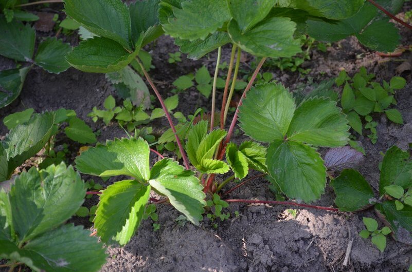 Вот такая клубника в прошлом сезоне.