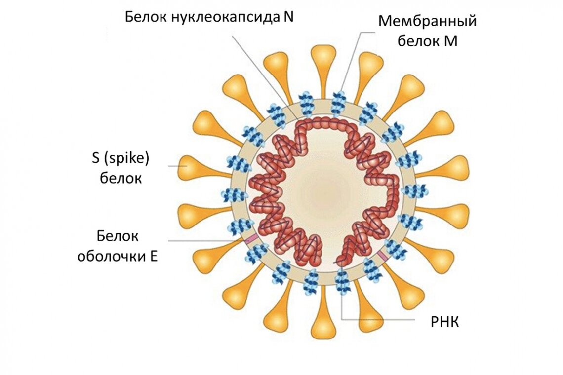 Белки (антигены) коронавируса