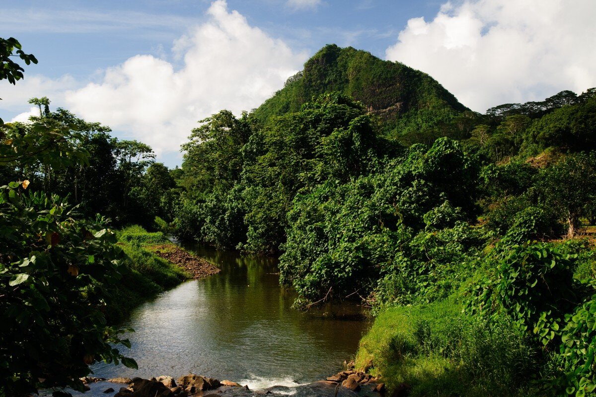 африканские джунгли