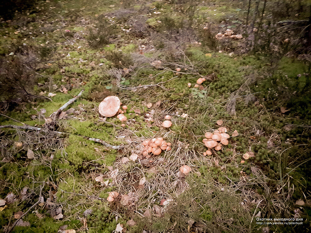 Но их никто не собирает...