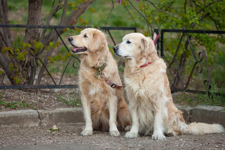 Вот они, Айза и Бони. Боника забрали на следующий день его хозяева, а Айза (Ася) у Алены  задержалась.
