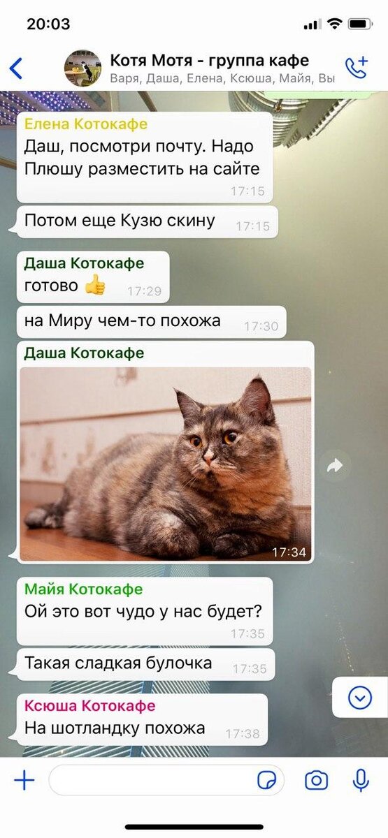 В чате сотрудников мы постоянно обсуждаем потенциальных будущих жителей котокафе