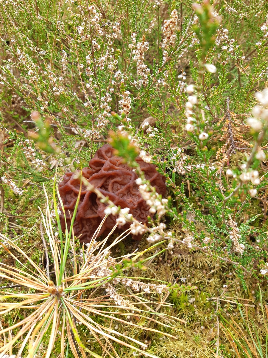 Строчки в бору