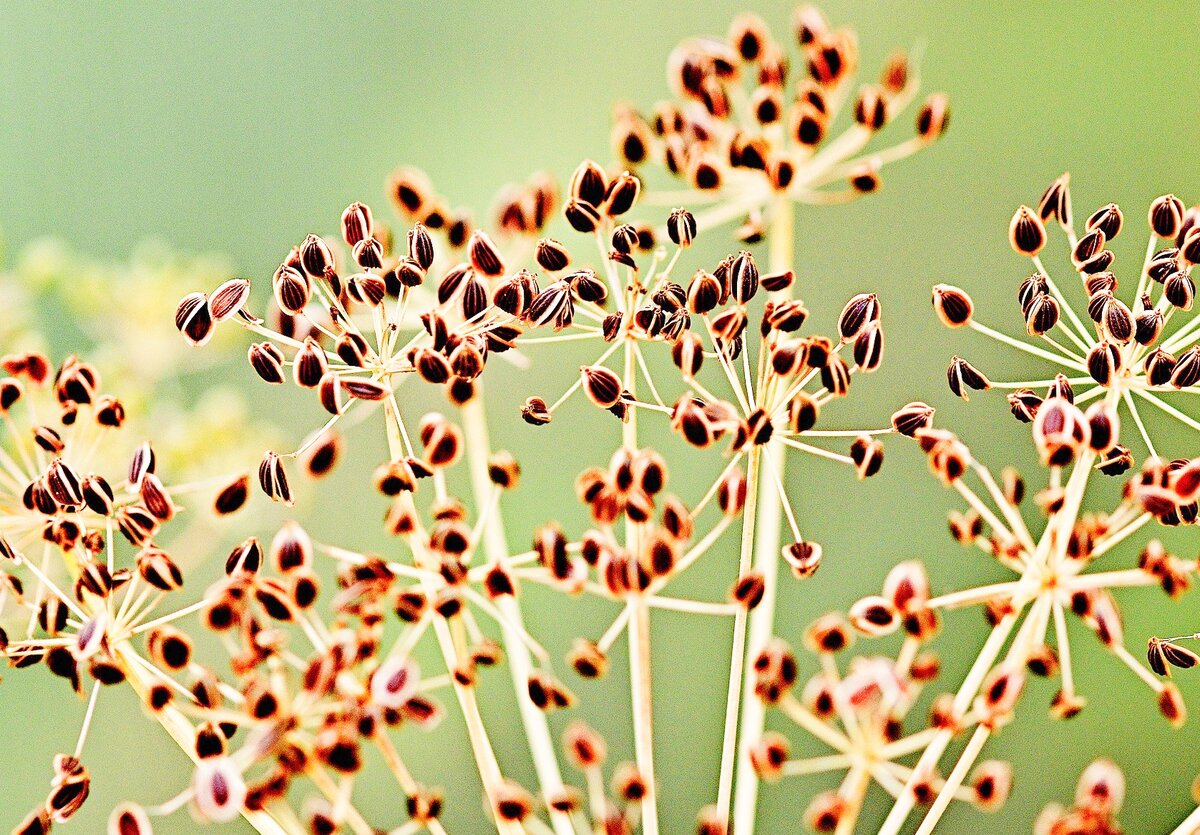 В давние времена греки и римляне дарили своим возлюбленным букеты из укропа.