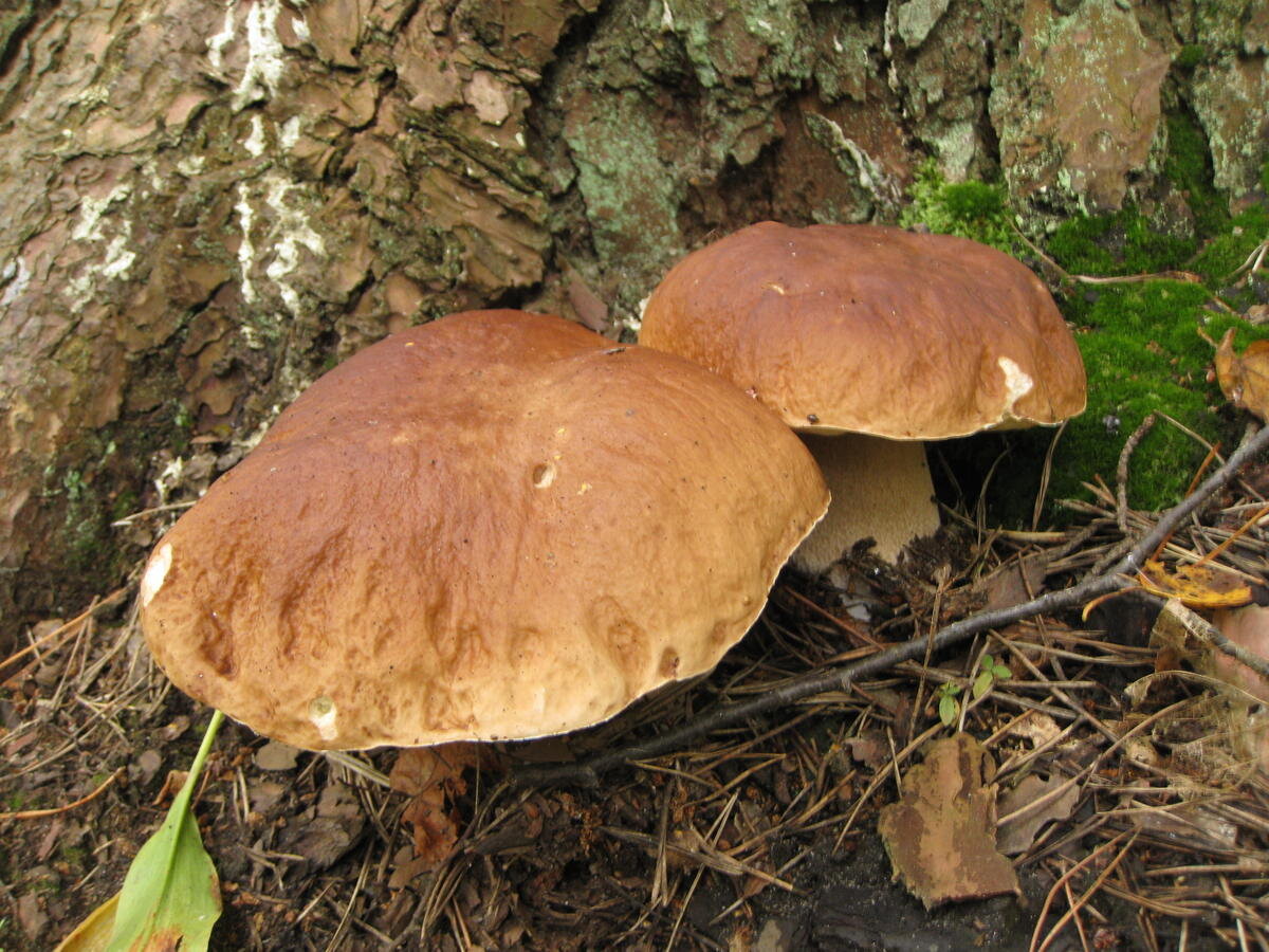 Эти еще попадаются (фото пользователя Потапыч)