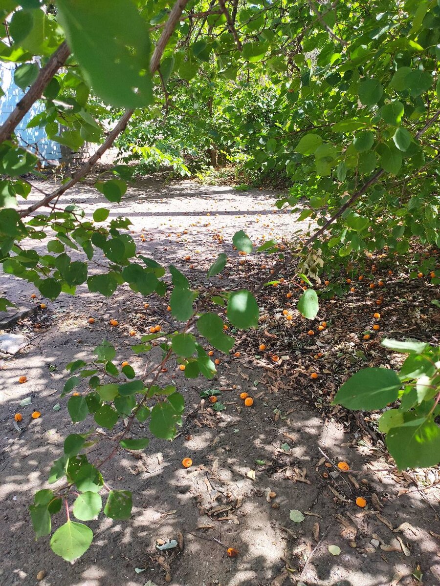 Немного бонуса - абрикосы прямо на территории