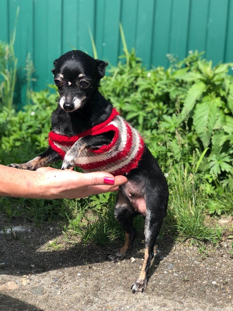 Масяня в приюте 