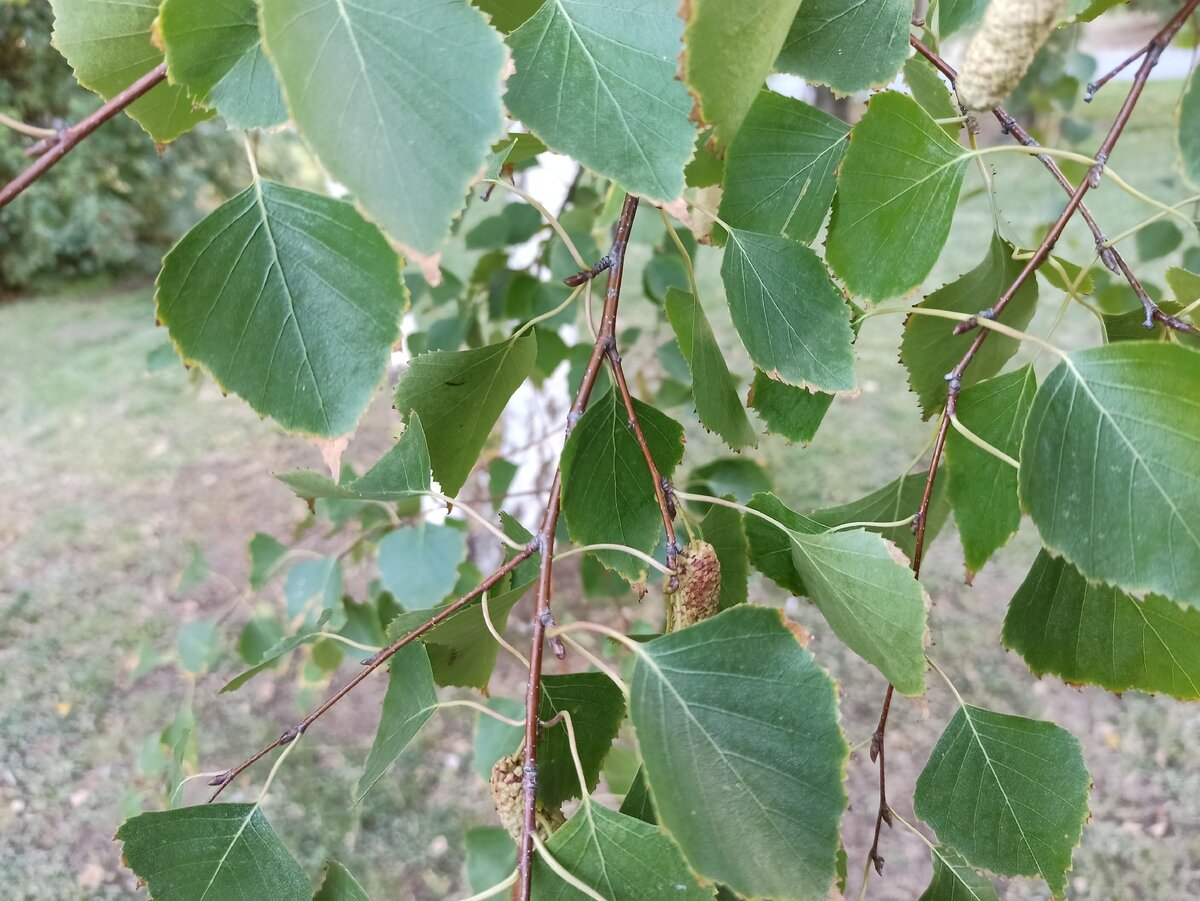 Березовые ветки дома. Береза плосколистная Betula platyphylla. Береза бородавчатая. Береза повислая Schneverdinger Goldbirke. Осина обыкновенная (Populus tremula).