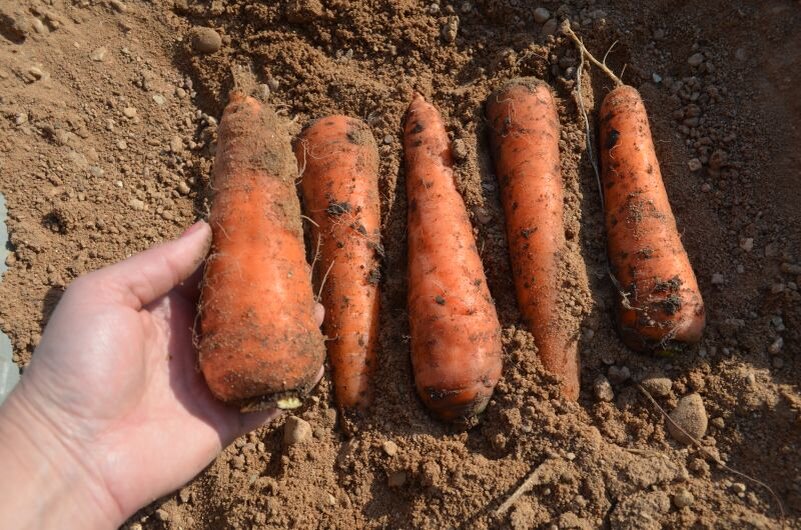 Сохраняю морковь в песке.