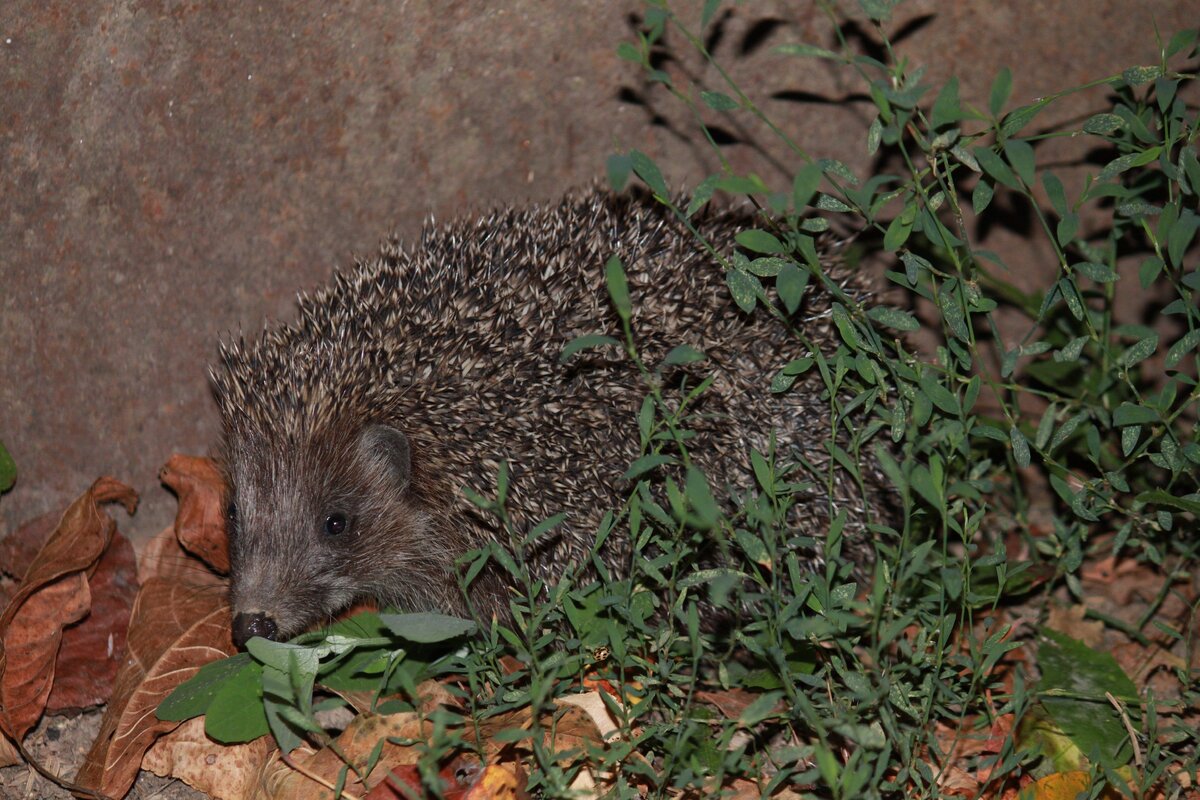 Маскировка ежа