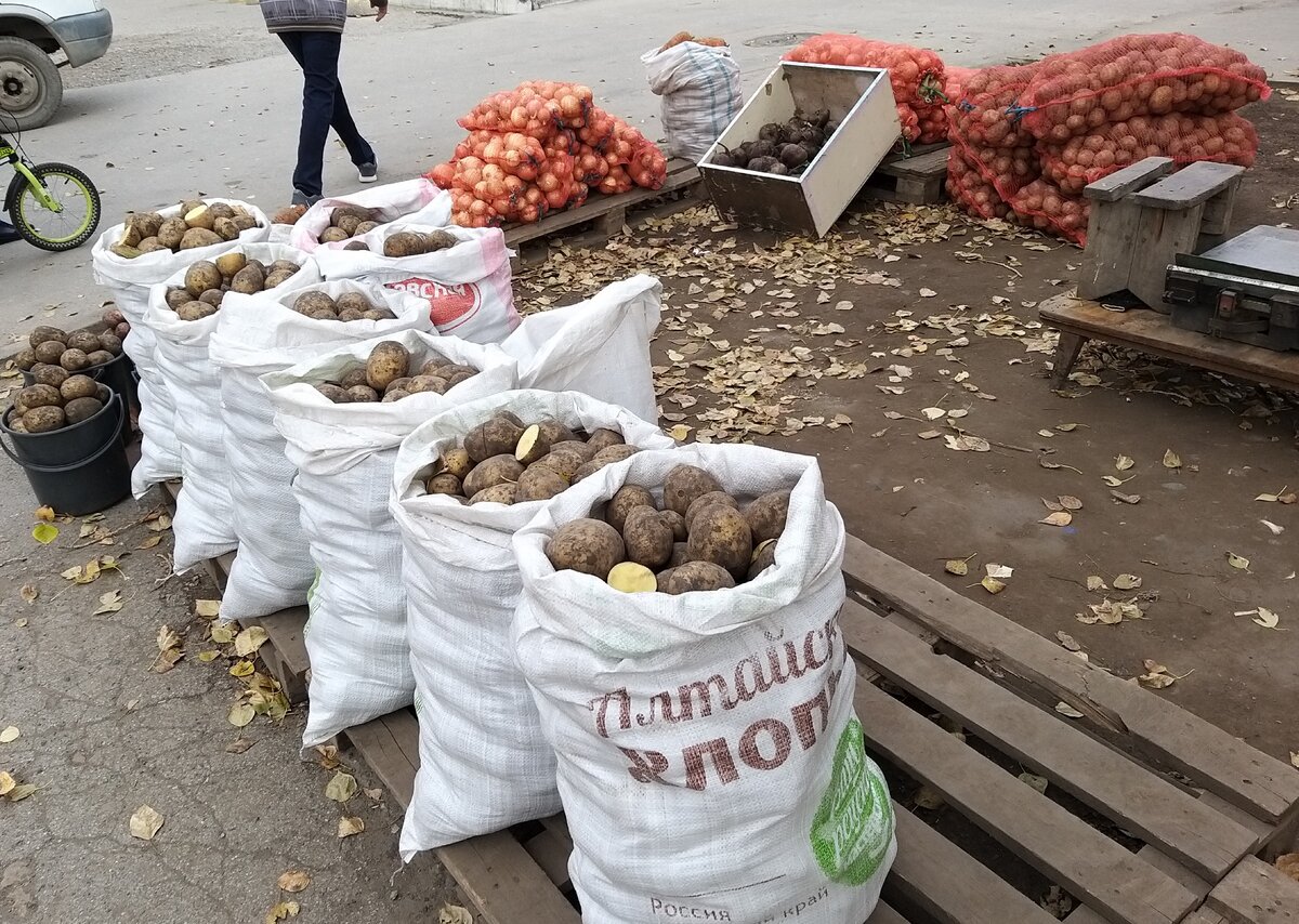 Картофель оптом. Фото автора