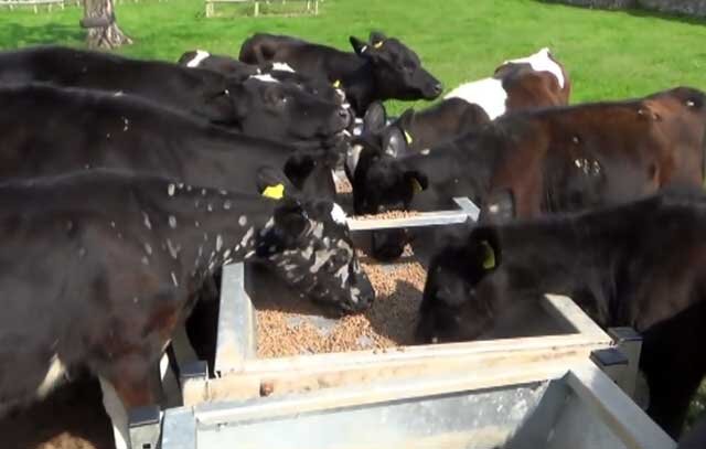 лишай у крс. лишай у крс. лишай у крупного рогатого скота. лишай у крупного рогатого скота. лишай у крупного рогатого скота.