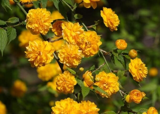 Махровые цветы Керрии японской