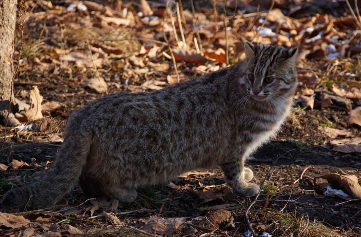 Кот дикое животное