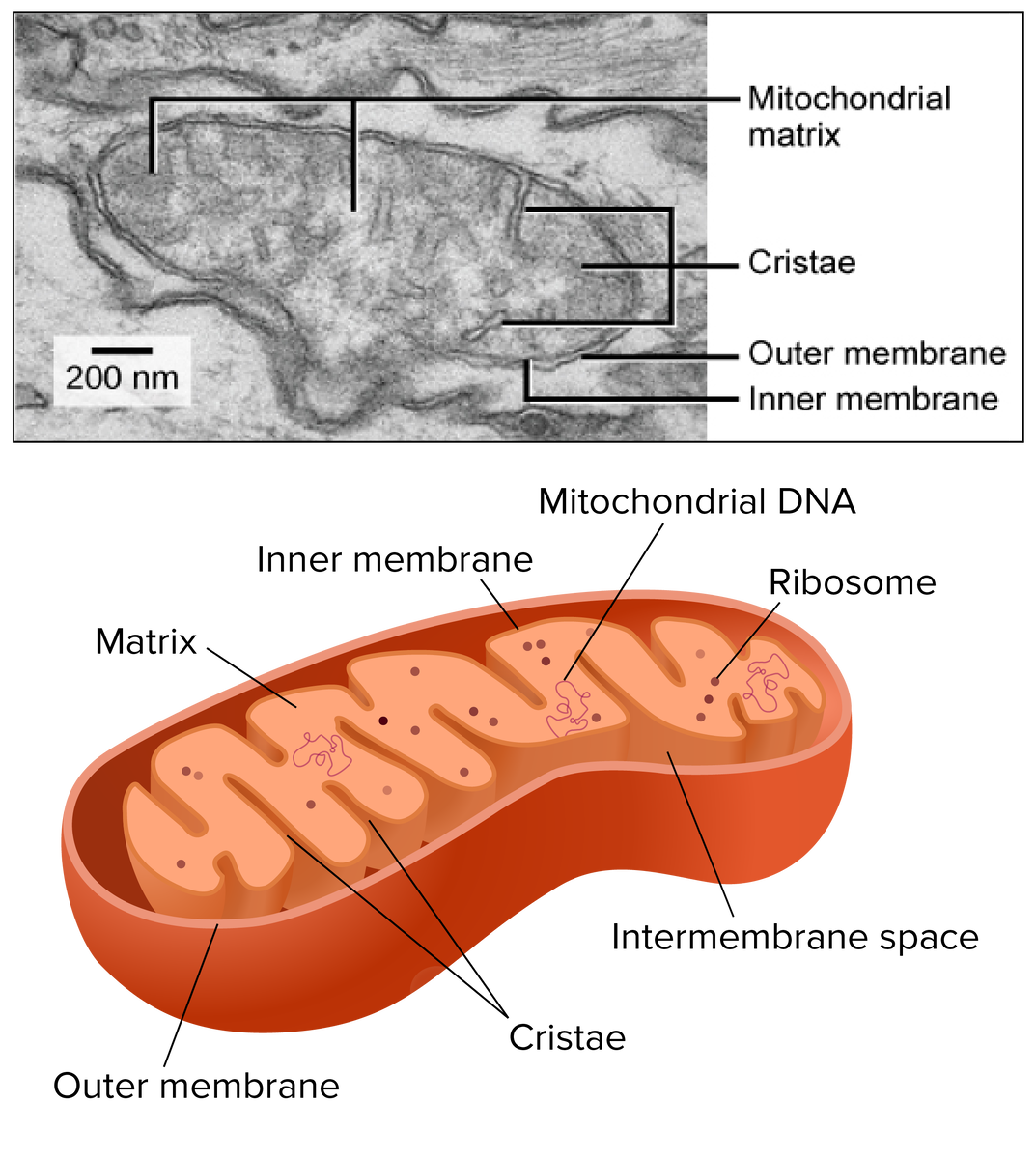 _Image credits: upper image, "Eukaryotic cells: Figure 7," by OpenStax College, Biology (CC BY 3.0). Modification of work by Matthew Britton; scale-bar data from Matt Russell. Lower image: modification of "Mitochondrion mini," by Kelvin Ma (public domain)._