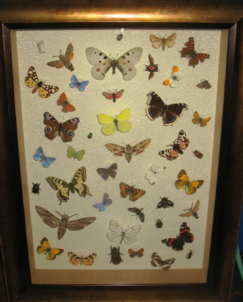 Фотообои Цветы и бабочки на стену (код: 24652)