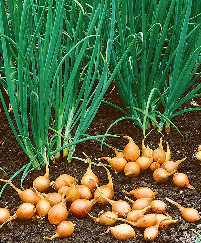 Лук севок шалот. Лук севок шалот семейный. Лук шалот семейный (shallot Family).