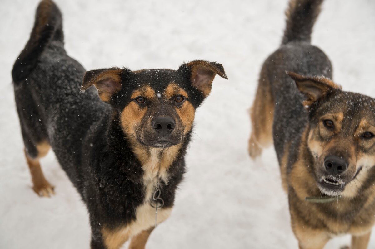 новгородская 7 псков приют. люди сдают животных. исследования на животных. люди сдают животных. услуги для кошек в ветклинике.