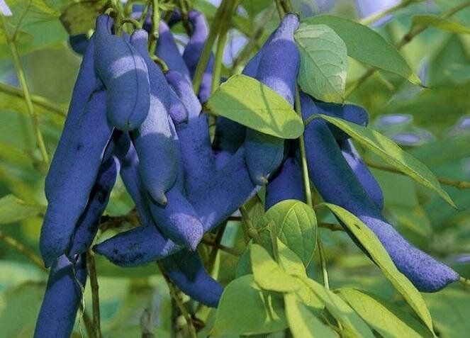 Декенея выглядит очень эффектно. Фото: из открытых Интернет-источников