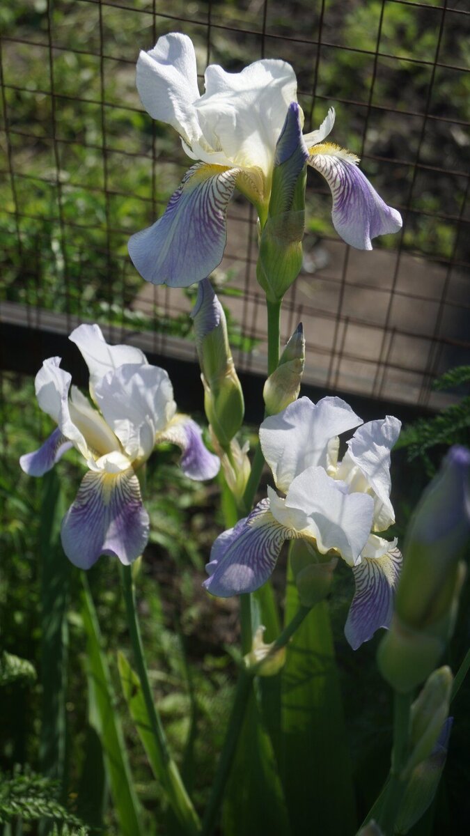 цветочек для настроения, зима надоела)