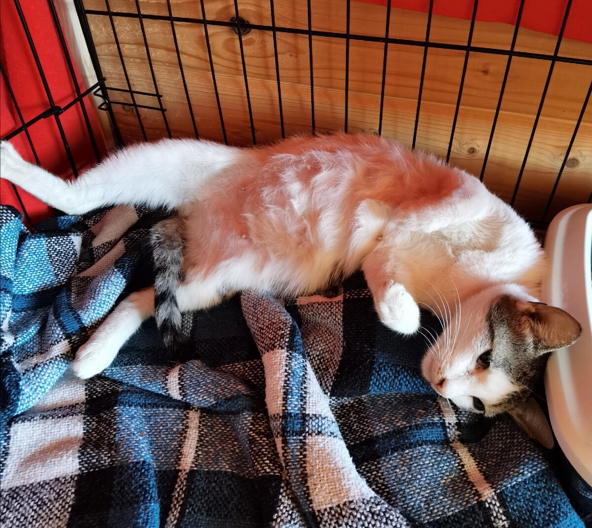 Буся до болезни