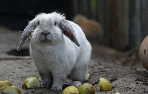 Разведение и уход за кроликами на лето