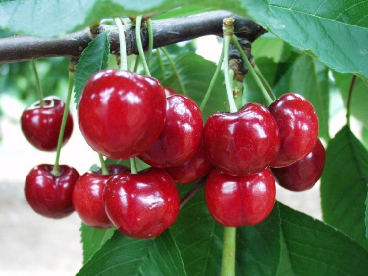  Сорт "Бурлат"