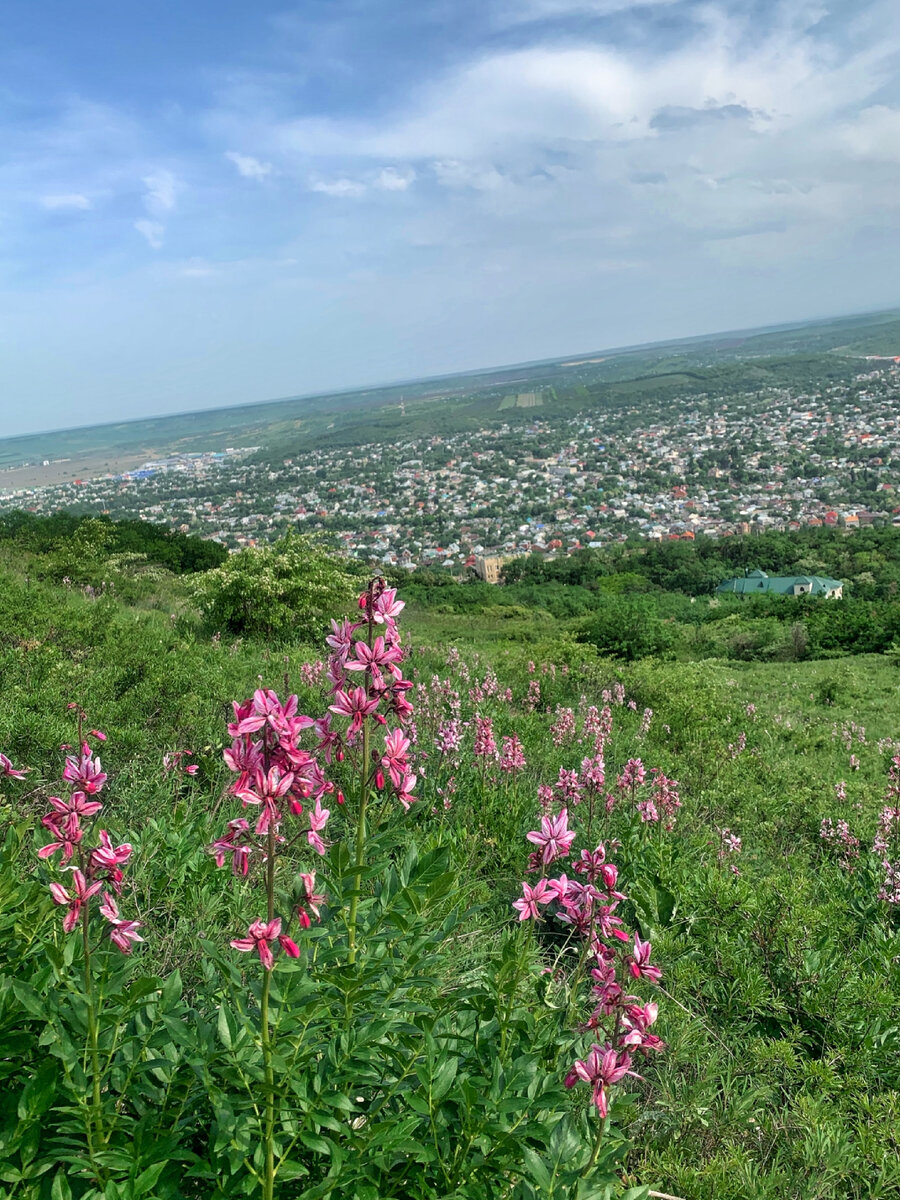 Купина 