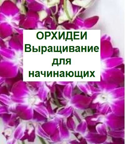 дендробиум