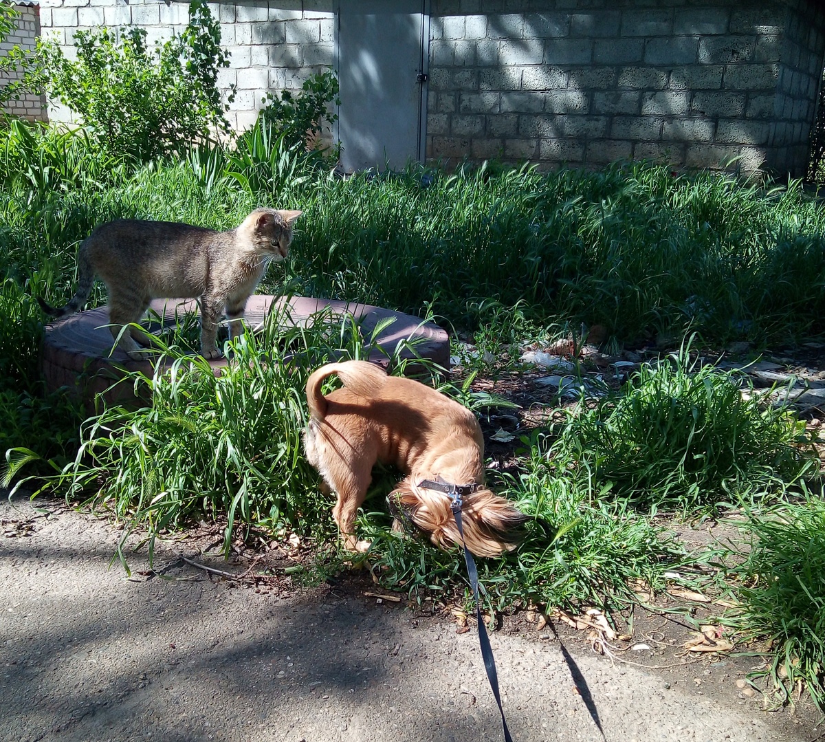 йога с инструктором