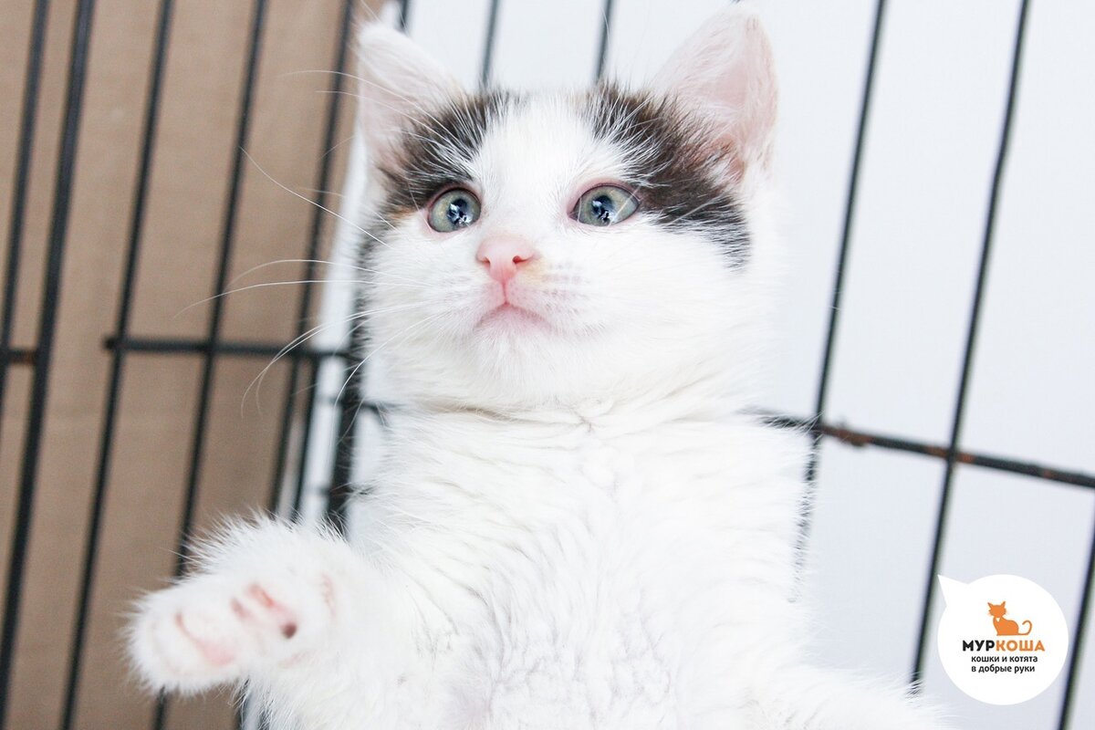 Нюська похожа на облачко.