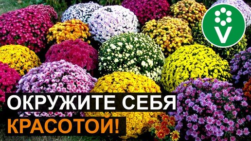 как из ветки хризантемы вырастить куст